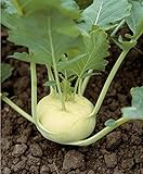 Foto 300 semillas de colo rava blanca – Verduras antiguas huertas – Método ecológico, mejor precio 4,24 €, éxito de ventas 2024