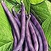 Royal Burgundy Bush Bean Seeds, 30 Heirloom Seeds Per Packet, Non GMO Seeds, Isla's Garden Seeds new 2024