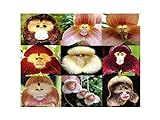 Foto 100 PCS cara del mono orquídea tropical de la mezcla Semillas Planta rara flor exótica Bonsai, mejor precio 4,99 €, éxito de ventas 2024