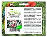 Foto Stk - 3x Combretum indicum Rangunschlinger Strauch Garten Pflanzen - Samen #399 - Seeds Plants Shop Samenbank Pfullingen Patrik Ipsa, bester Preis 6,82 € (2,27 € / Stück), Bestseller 2024