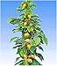 BALDUR Garten Säulen-Kiwi 'Issai', 1 Pflanze selbstfruchtend Stachelbeer-Kiwi winterharte Obstpflanze neu 2024