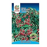 Foto WAM Semillas de Fresas del Bosque, Sobre Clásico 0,15 gr, mejor precio 3,40 €, éxito de ventas 2024