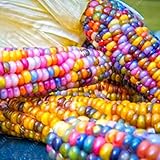 Foto Rosepoem Semillas de maíz Indio 30pcs Semillas de maíz Semilla de maíz Arcoiris, mejor precio 4,99 €, éxito de ventas 2024
