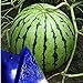 MITRAEE Fresh 100pcs Watermelon Fruit Seeds for Planting Blue new 2024