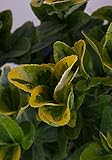 Photo Golden Euonymus (2.4 Gallon) Green and Yellow Variegated Evergreen Shrub - Full Sun to Part Shade Live Outdoor Plant, best price $38.98, bestseller 2024