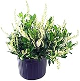 Photo Clethra aln. 'Hummingbird' (Summersweet) Shrub, white flowers, #3 - Size Container, best price $39.99, bestseller 2024
