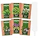6 Mint Seeds Garden Pack - Mountain Mint, Spearmint, Peppermint, Wild Mint, Anise Hyssop, and Common Mint | Quality Herb Seed Variety for Planting Indoor or Outdoor | Make Your Own Herbal (6 Mint) new 2024