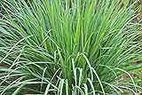 Photo Lemongrass Seeds - 100 Seeds - Easy to Grow Herb - Ships from Iowa, Made in USA - Grow Lemon Grass, best price $7.48 ($0.07 / Count), bestseller 2024