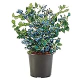 Photo Shrub O'Neal Blueberry, 1 Gallon, Deep Green Foliage with Rich Blue Berries, best price $20.99, bestseller 2024