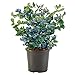 Shrub O'Neal Blueberry, 1 Gallon, Deep Green Foliage with Rich Blue Berries new 2024