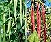 60 Heirloom Red&Green Long Bean Seeds - Long Asparagus Bean Noodle Pole Bean Garden Vegetable Seeds - Green and Red Fresh Chinese Vegetable Seeds for Planting Outside or Yard new 2024