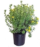 Photo Potentilla frut. 'Gold Finger' (Cinquefoil) Shrub, bright yellow flowers, #3 - Size Container, best price $41.33, bestseller 2024