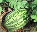 25 Florida Giant Watermelon Seeds | Non-GMO | Heirloom | Fresh Garden Seeds new 2024