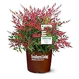 Photo Southern Living Obsession Nandina 2 Gal, Bright Red Foliage, best price $40.74, bestseller 2024