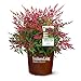 Southern Living Obsession Nandina 2 Gal, Bright Red Foliage new 2024