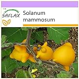 Foto SAFLAX - Ubre de vaca - 10 semillas - Solanum mammosum, mejor precio 3,95 €, éxito de ventas 2024