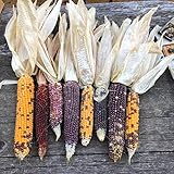 Foto Semillas de maíz, 1 bolsa de semillas de maíz fáciles de producir semillas de maíz de jardín coloridas y nutritivas para plantar al aire libre, mejor precio 0,01 €, éxito de ventas 2024
