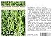 Seedeo® Zuckererbse Schweizer Riesen (Pisum sativum L. convar. Axiphium) ca. 50 Samen BIO neu 2024