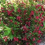 Photo Two- #1 Gallon Potted Red Prince Weigela Shrubs Plants, best price $55.00, bestseller 2024