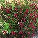 Two- #1 Gallon Potted Red Prince Weigela Shrubs Plants new 2024