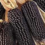 Foto Semillas de maíz negro, 1 bolsa de semillas de maíz dulce natural ligero de maíz rústico Ideal Semilla para jardinería regalo al aire libre, mejor precio 0,01 €, éxito de ventas 2024
