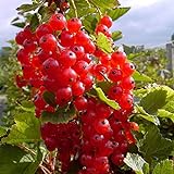 Foto Müllers Grüner Garten Shop Rosetta, großfrüchtige rote Johannisbeere, aromatischer Geschmack, Busch im 3 Liter Topf, bester Preis 10,95 €, Bestseller 2024
