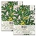 Seed Needs, Rue Herb (Ruta graveolens) Twin Pack of 200 Seeds Each Non-GMO new 2024
