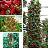 Foto Fresa escalada gigante roja - 30 semillas, mejor precio 5,42 €, éxito de ventas 2024