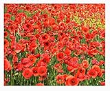 Photo Red Flanders Poppies - 50,000 Flanders Poppy Seeds - Marde Ross & Company, best price $11.99 ($0.00 / Count), bestseller 2024