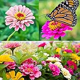 Photo Zinnia Seeds for Planting Outdoors, Over 480 Seeds Giving You The Zinnia Flowers You Need, Zinnia Elegans, 4.2 Grams, Non-GMO, best price $4.97, bestseller 2024