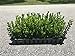 Wintergem Korean Boxwood - 20 Live Plants - Fast Growing Cold Hardy Evergreen Shrub new 2024