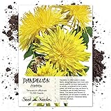 Photo Seed Needs, Dandelion Herb (Taraxacum officinale) Bulk Package of 10,000 Seeds Non-GMO, best price $9.99 ($0.00 / Count), bestseller 2024