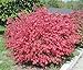 10 Dwarf Burning Bush Hardy Shrub Plants-Euonymus alatus Hardy Shrub Plants new 2024