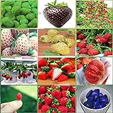Foto 12 paquetes diferentes semillas de fresa (verde, blanco, negro, rojo, azul, gigante, Mini, Bonsai, rojo normal, Pineberry) E3508, mejor precio 6,99 €, éxito de ventas 2024