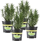 Photo Bonnie Plants Rosemary Live Edible Aromatic Herb Plant - 4 Pack, Perennial In Zones 8 to 10, Great for Cooking & Grilling, Italian & Mediterranean Dishes, Vinegars & Oils, Breads, best price $23.26 ($5.82 / Count), bestseller 2024