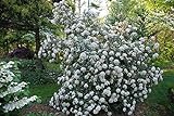 Photo Pragense Viburnum Bush - White Flowering Shrub - Live Plant Shipped 1 to 2 Feet Tall - Best Privacy Hedge by DAS Farms (No California), best price $44.95, bestseller 2024
