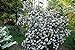 Pragense Viburnum Bush - White Flowering Shrub - Live Plant Shipped 1 to 2 Feet Tall - Best Privacy Hedge by DAS Farms (No California) new 2024