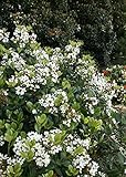 Photo Spring Sonata Indian Hawthorne (2 Gallon) Flowering Evergreen Shrub with White Blooms - Full Sun to Part Shade Live Outdoor Plant - Southern Living Plants, best price $28.99, bestseller 2024