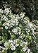 Spring Sonata Indian Hawthorne (2 Gallon) Flowering Evergreen Shrub with White Blooms - Full Sun to Part Shade Live Outdoor Plant - Southern Living Plants new 2024
