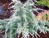 Photo Silver Mist Deodar Cedar - Dwarf Shrub With White-Tipped Leaves - 3 -Year Live Plant, best price $49.97, bestseller 2024