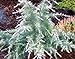Silver Mist Deodar Cedar - Dwarf Shrub With White-Tipped Leaves - 3 -Year Live Plant new 2024