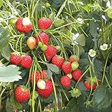 Foto 100 Semillas de Fresa (Climbing Strawberry), mejor precio 3,89 €, éxito de ventas 2024