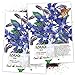 Seed Needs, Blue Borage Herb (Borago officinalis) Twin Pack of 100 Seeds Each new 2024