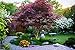 Japanese Red Maple Tree (1-2 feet Tall) Live Tree new 2024