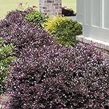 Photo Purple Diamond Loropetalum (2 Gallon) Flowering Evergreen Shrub with Purple Foliage and Pink Blooms - Full Sun to Part Shade Live Outdoor Plant - Southern Living Plants…, best price $36.98, bestseller 2024