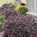 Purple Diamond Loropetalum (2 Gallon) Flowering Evergreen Shrub with Purple Foliage and Pink Blooms - Full Sun to Part Shade Live Outdoor Plant - Southern Living Plants… new 2024