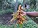 Turmeric (rhizome) Grow Your own ,Grow Indoors or Outdoors new 2024