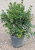 Photo Dwarf Burford Holly (2.4 Gallon) Compact Evergreen Shrub with Glossy Green Foliage - Full Sun Live Outdoor Plant…, best price $45.47, bestseller 2024