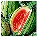 25 Dixie Queen Watermelon Seeds | Non-GMO | Heirloom | Instant Latch Garden Seeds new 2024
