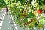 Foto Auntwhale 100 semillas de fresas trepadoras, mejor precio 3,99 €, éxito de ventas 2024